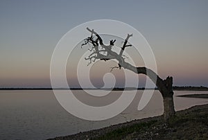 Old tree over the lake