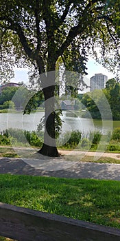 Old tree overlooking a pond and park and from a distance buildings on a beautiful summer day at Central Park NYC