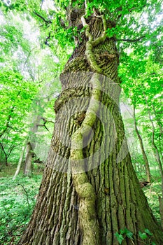 Old tree with parasite