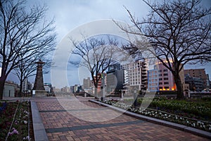 Old tree in the park in Fukuoka city