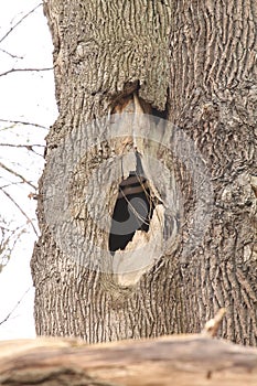 old tree in the park