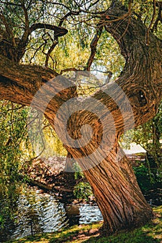 old tree in the park near pond