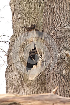 old tree in the park
