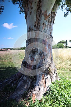 Old tree in the park of San Callisto catacombs in Rome