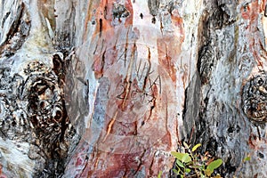 Old tree in the park of San Callisto catacombs in Rome