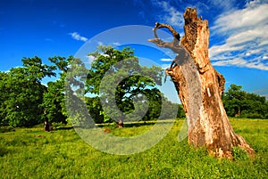 Old Tree in a Pasture