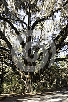 Old Tree at Paynes Prairie