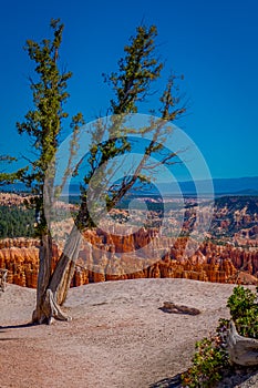 Old tree pinyon pine tree located in Bryce Canyon National Park Utah in a gorgeous blue sky background