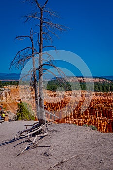 Old tree pinyon pine tree located in Bryce Canyon National Park Utah in a gorgeous blue sky background