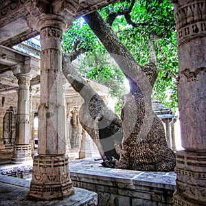 Old tree in Ranakpur Jain Temple (Rajasthan, India)