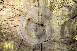 Old tree rings