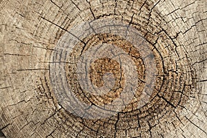 Old tree rings