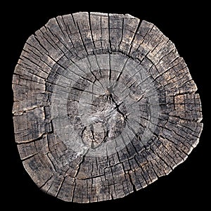 Old tree rings