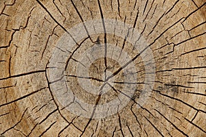 Old tree rings pattern