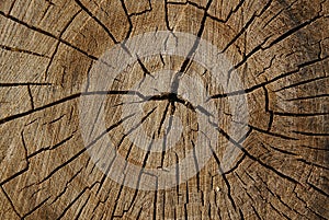Old tree rings pattern