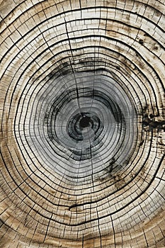 This old tree rings tells a story