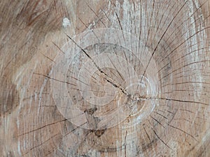 Old tree rings texture background