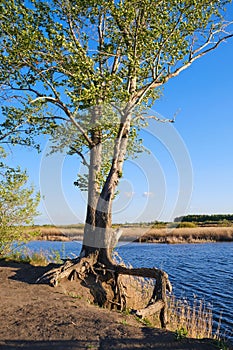 Old tree on river bank with spreading roots