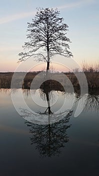 Old tree river reflection at sunset