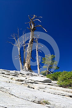 Old tree on rock blue sky