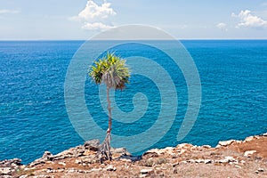 The old tree on the rocks at Nusa Ceningan Bali Indonesia photo