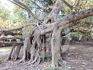 Old and tree root