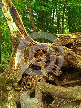 Old tree roots