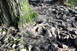 Old tree roots