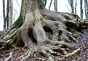 Old tree roots