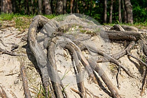 Old tree roots coming above the ground