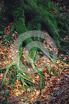 Old tree roots covered with green moss. Tree roots and carpet of dry leaves