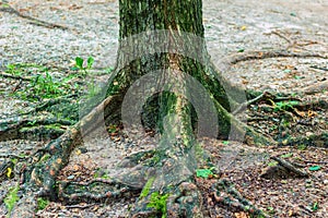 Old tree roots