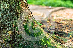 Old tree roots