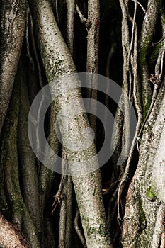 Old tree roots with dark shadows green moss scary fear feelings