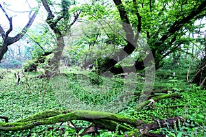 Old tree roots decumbent