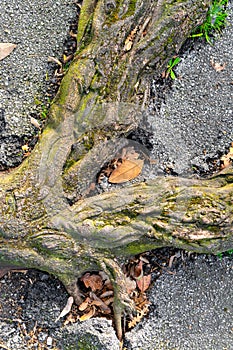 Old tree roots destroy the asphalt road pavement. Close-up