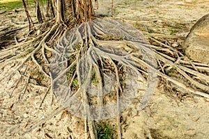 Old tree roots