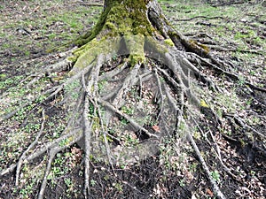 Old tree roots