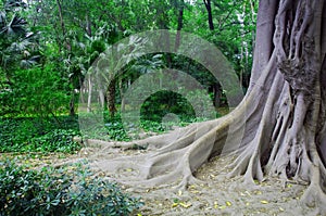 Old tree with roots in green park, spring, Spain