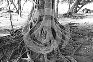 Old tree roots in Maldives