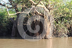 Old tree with roots in mangrove forests