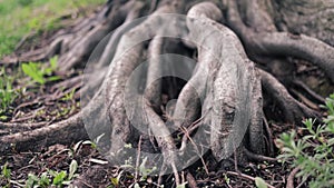 Old tree with roots. Mighty roots of an old tree in forest. Beautiful intertwining roots of tree covered with grass in wood.
