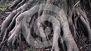 Old tree with roots. Mighty roots of an old tree in forest. Beautiful intertwining roots of tree covered with grass in wood.