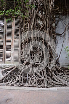 Old tree roots with an old building in the background