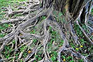 Old Tree Roots