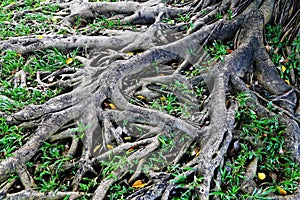 Old Tree Roots