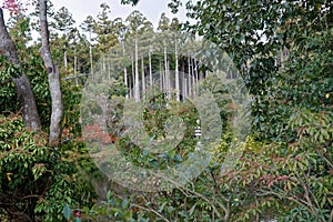 Old Tree roots in park Sybmol of source
