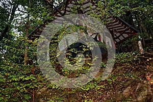 Old Tree roots in park Sybmol of source