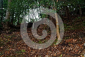Old Tree roots in park Sybmol of source