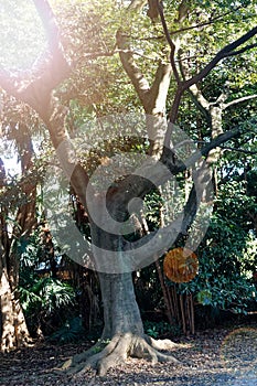 Old Tree roots in park Sybmol of source